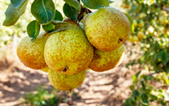 Pêra Rocha do Oeste DOP